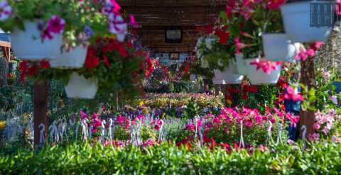 Tra profumi e colori viaggio nei vivai baresi: Il settore "garden"  in continua espansione